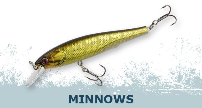 minnows