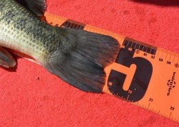 LA TOISE FISH MEASURE 3